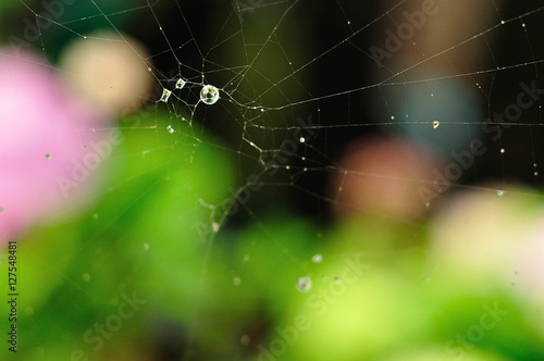 A spider web with water droplets. Shallow depth of field