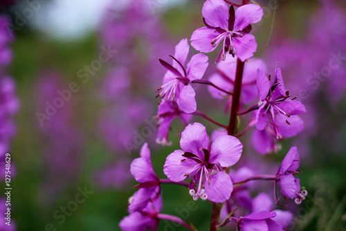 flower, purple flower, flower in the garden, Ivan-tea, summertime, small purple flowers