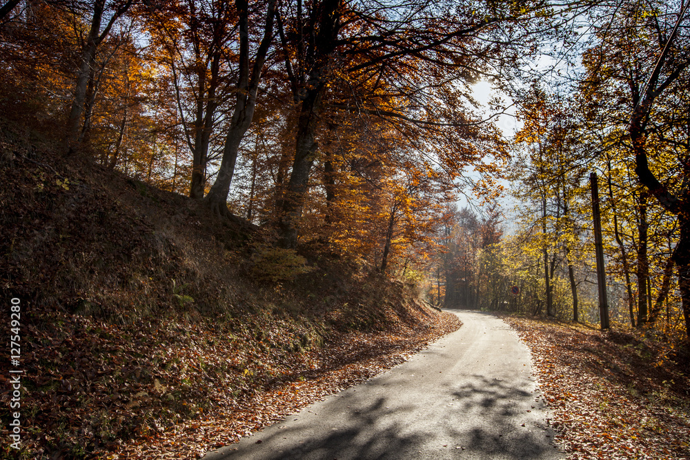 stradina di campagna con alberi in autunno stradina di campagna con alberi in autunno