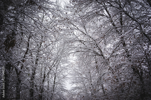 winter forest © Дмитрий Ермонин