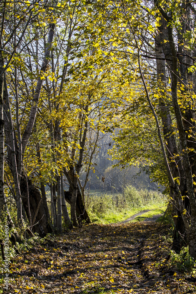 Fototapeta premium stradina di campagna con alberi in autunno