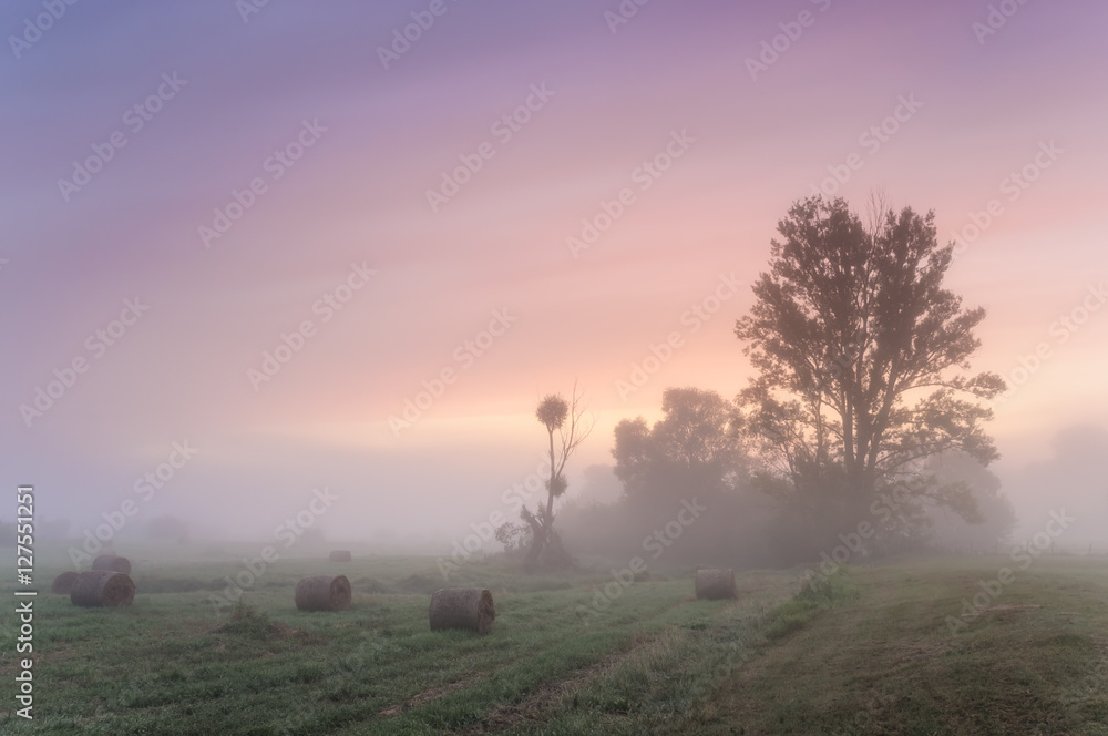Dawn over a misty meadow with trees and straw blocks Dawn over a misty meadow with trees and straw blocks