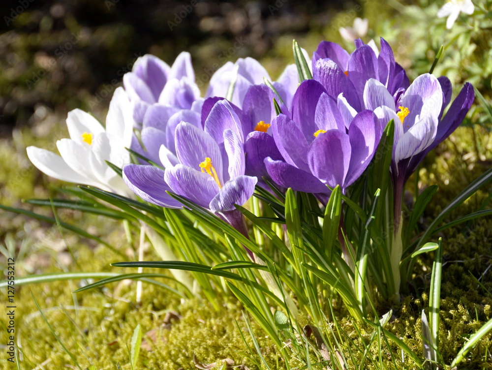 Group of purple and white crocus flowering in early spring Group of purple and white crocus flowering in early spring