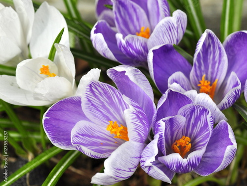 Group of purple and white crocus flowering in early spring