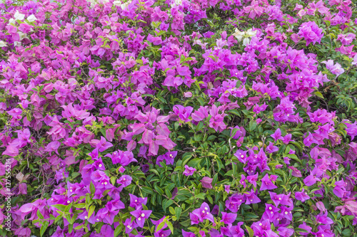 Purple bougainvillea flowers of background © kaew6566