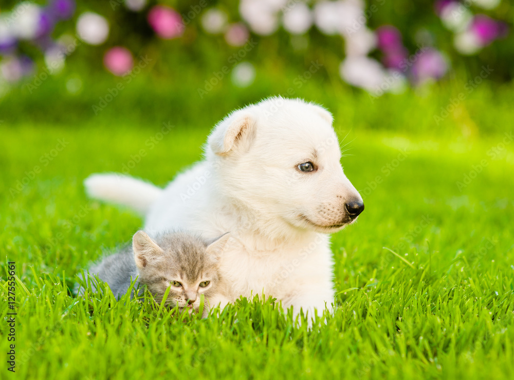 Tiny kitten lying with White Swiss Shepherd`s puppy on green grass