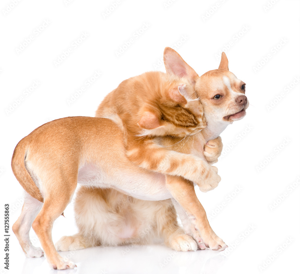 Maine coon cat biting Chihuahua puppy. isolated on white 