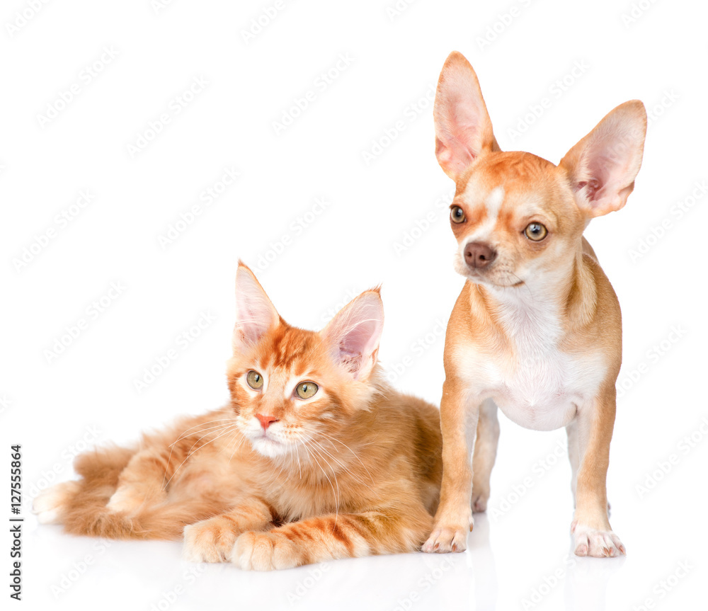 Tiny chihuahua puppy and maine coon cat together. isolated on white