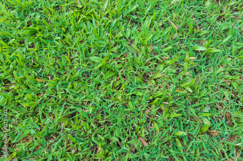Top view natural grass texture patterned background