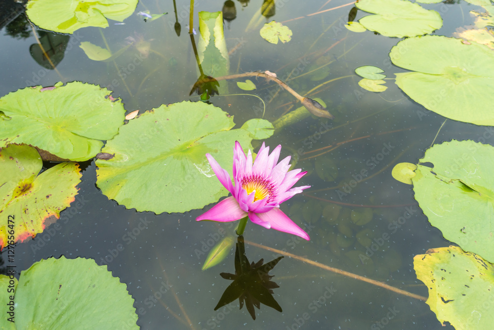 Top view Water lily flower and leaf in Natural background Top view Water lily flower and leaf in Natural background