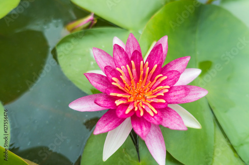 Beautiful pink waterlily or lotus flower in pond, focus lotus