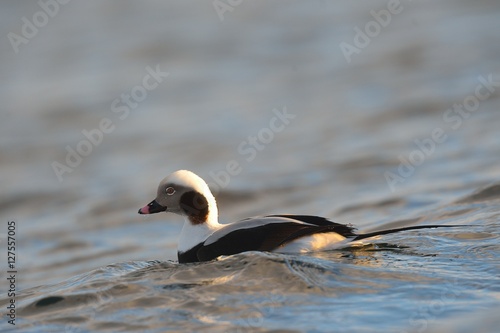 long tailed duck