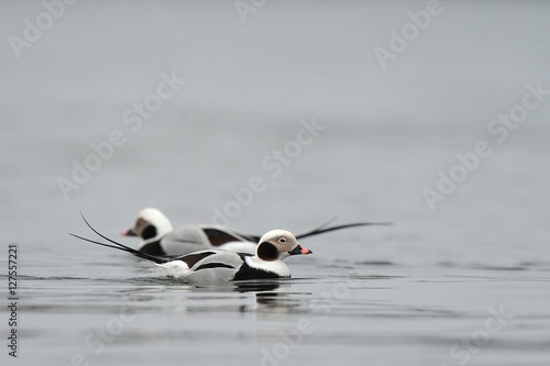 long tailed duck