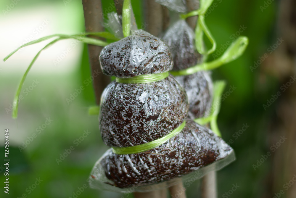 Fototapeta premium Grafting on tree branch