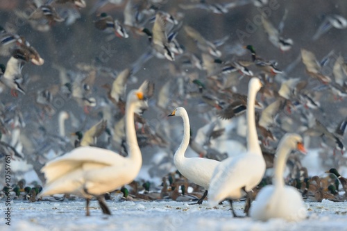 whooper swan photo