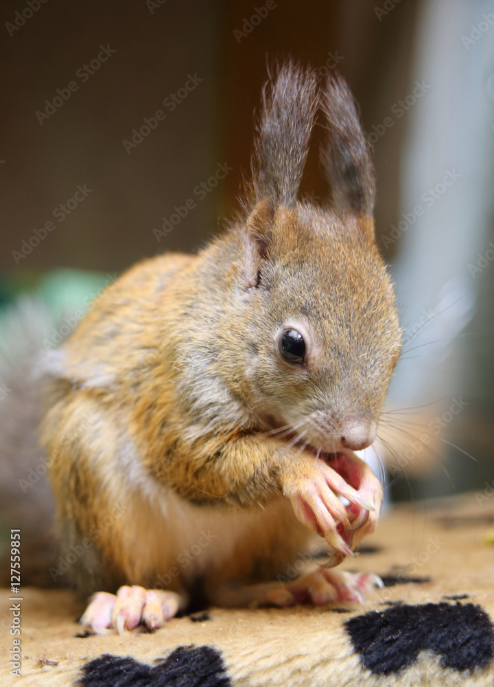 Obraz premium essendes Eichhörnchen