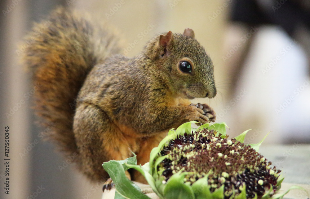 Fototapeta premium essendes Eichhörnchen