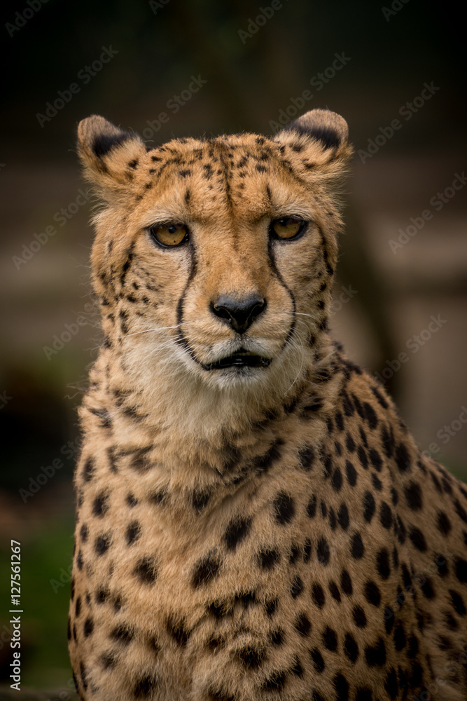 Gepard Gepard