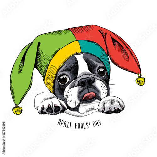 French Bulldog portrait in a Fools hat. Vector illustration.
