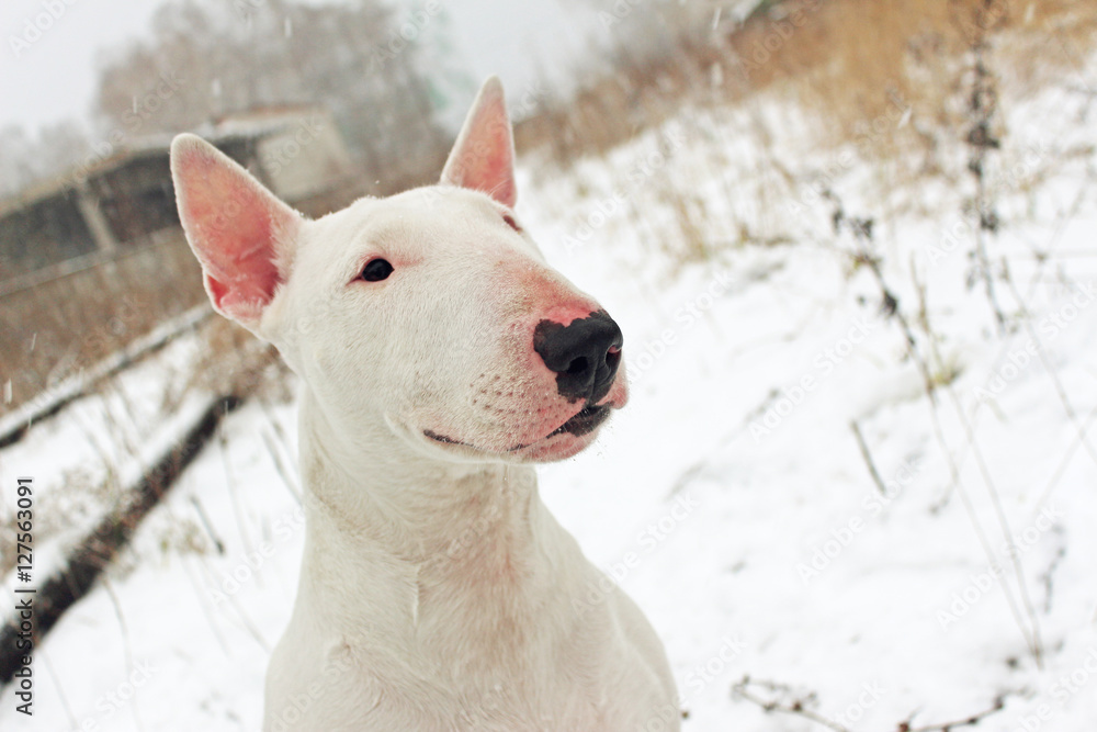 White English Bull Terrier on nature in the winter