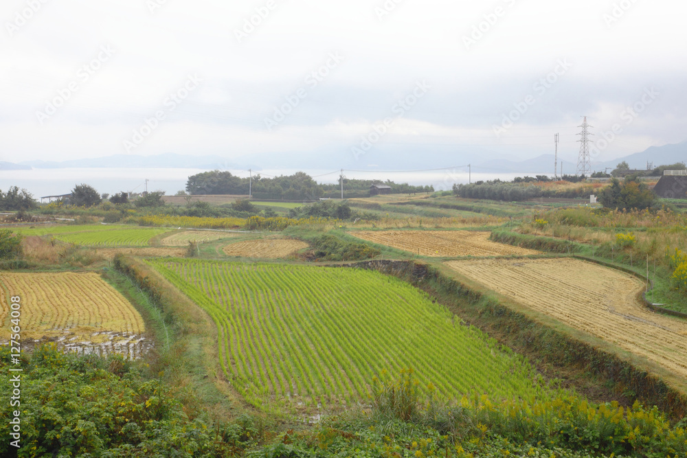 NAOSHIMA ISLAND, KAGAWA , JAPAN:Rice fields on terraced of NAOSHIMA ISLAND,JAPAN.