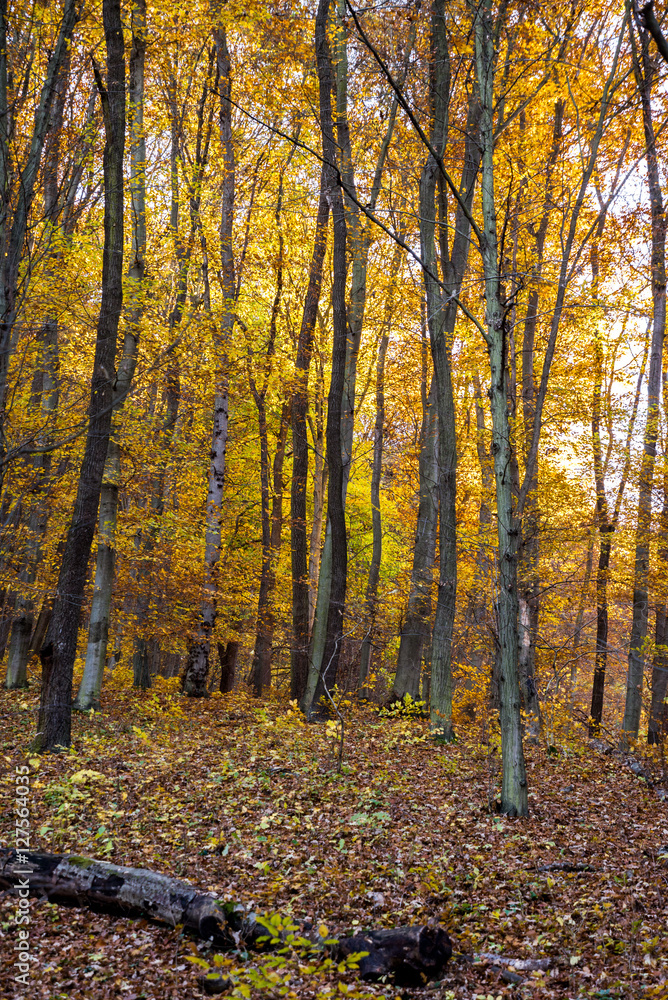 Forest with yellow leaves at autumn Forest with yellow leaves at autumn