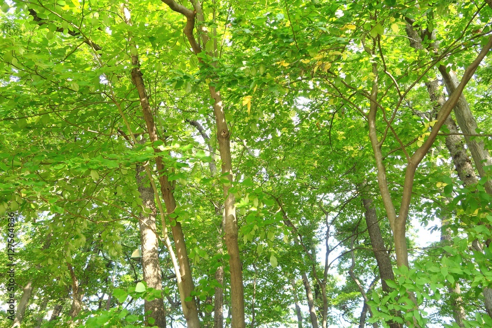 Fototapeta premium 緑の背景素材