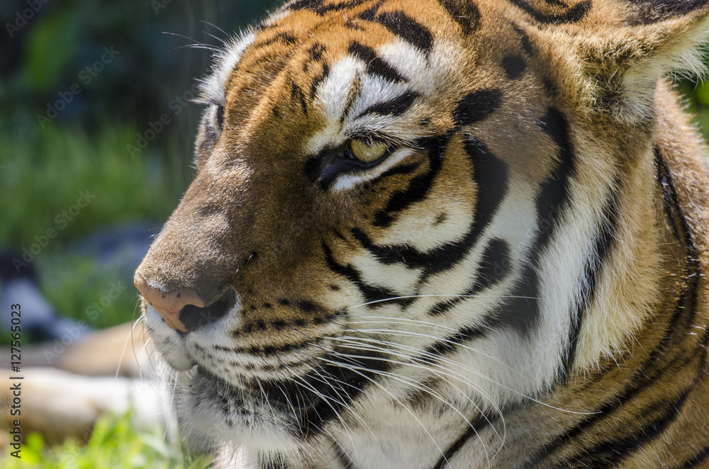 Fototapeta premium call me Tiger