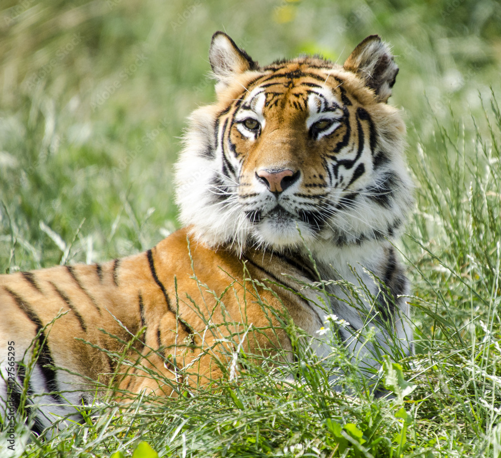 Obraz premium call me Tiger