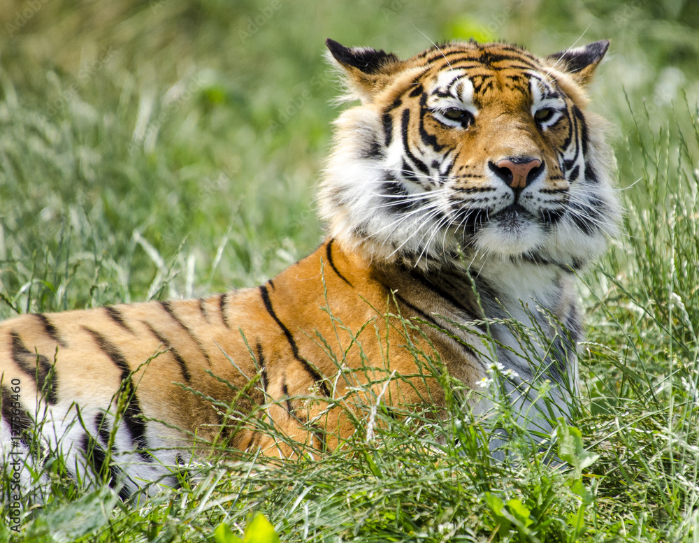 Obraz premium call me Tiger