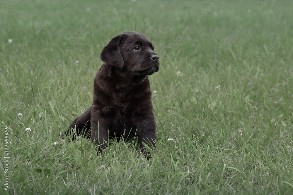 cute black puppy Labrador Retriever isolated on background of green grass cute black puppy Labrador Retriever isolated on background of green grass