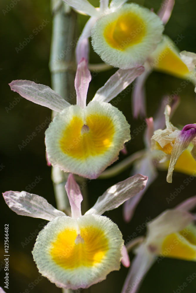 Fototapeta premium yellow orchid