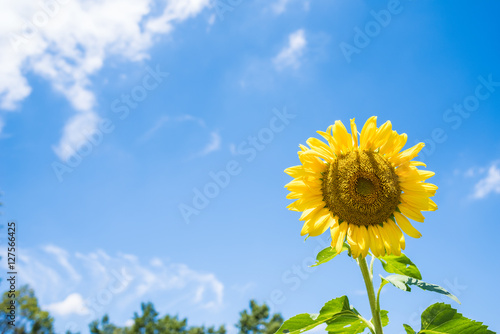Sunflower  sunny day