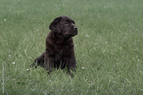 cute black puppy Labrador Retriever isolated on background of green grass