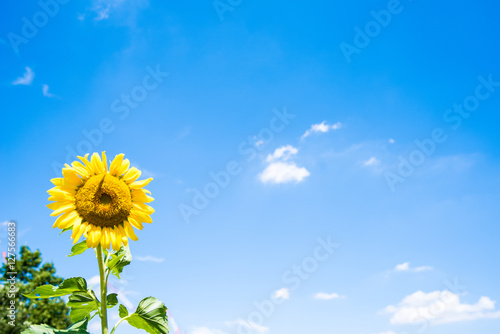 Sunflower  sunny day