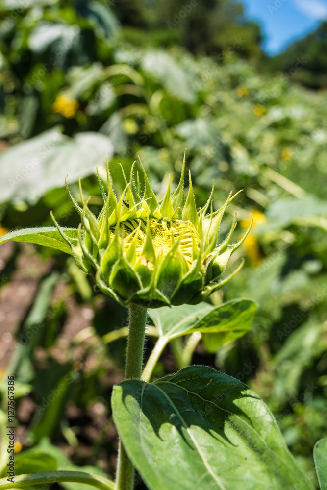 Sunflower  Bud