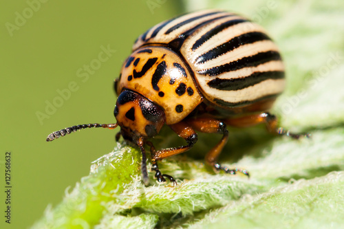 Colorado beetle on potato leaf. © Fotikphoto