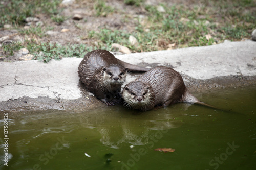 Couple of wet otters after swimming near the water