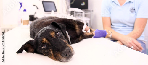 Dog in veterinary clinic after operation on broken leg