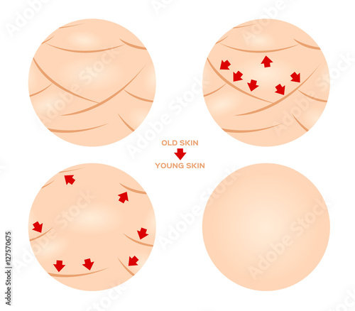 old skin turn to young skin vector. anatomy