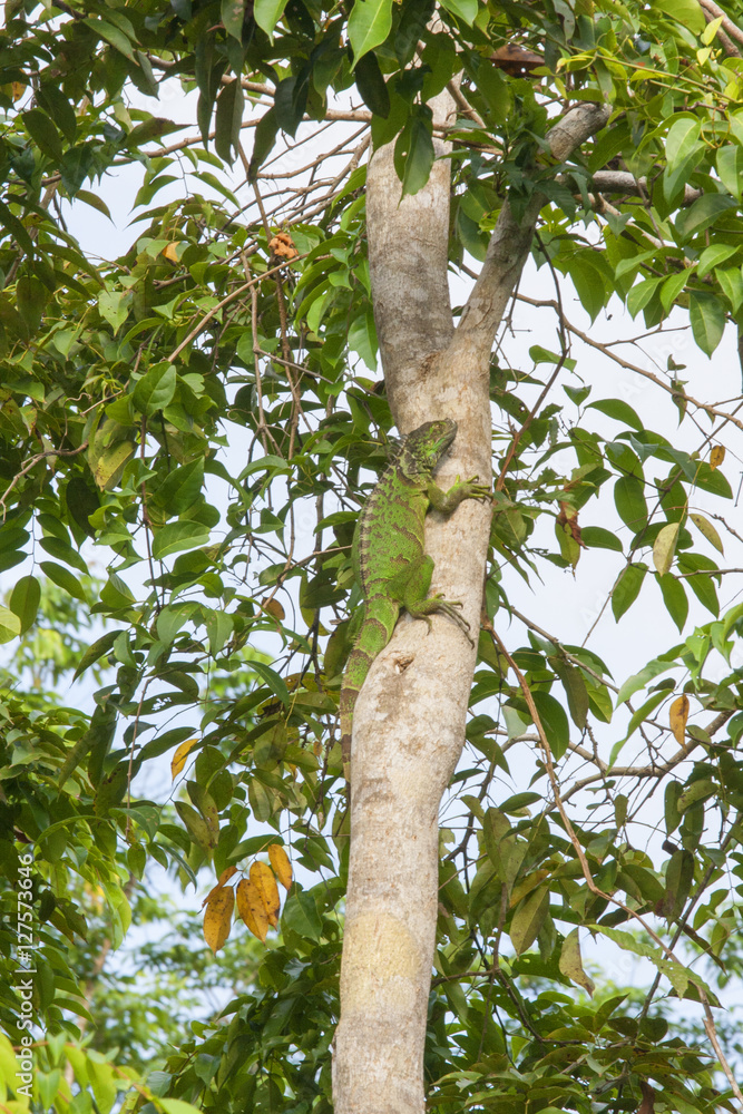 Fototapeta premium Green lizard in tree