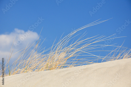 Grass on a dune at the beach with blue sky