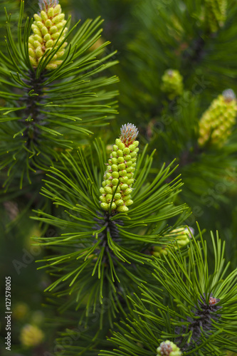 needles and cones on pine
