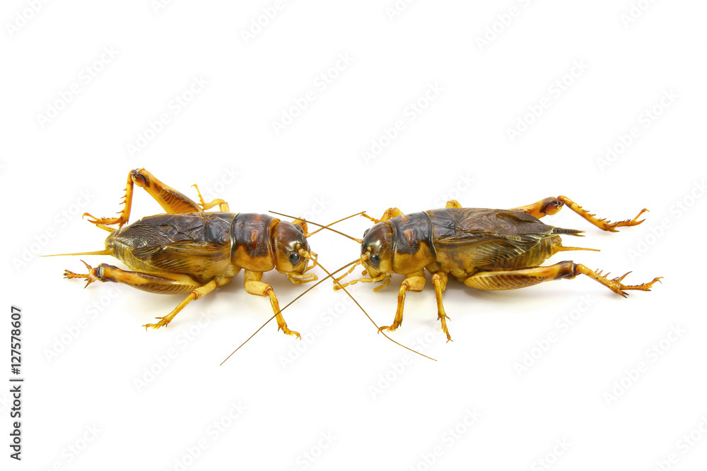 Gryllidae ,Orthoptera isolated on white background Gryllidae ,Orthoptera isolated on white background