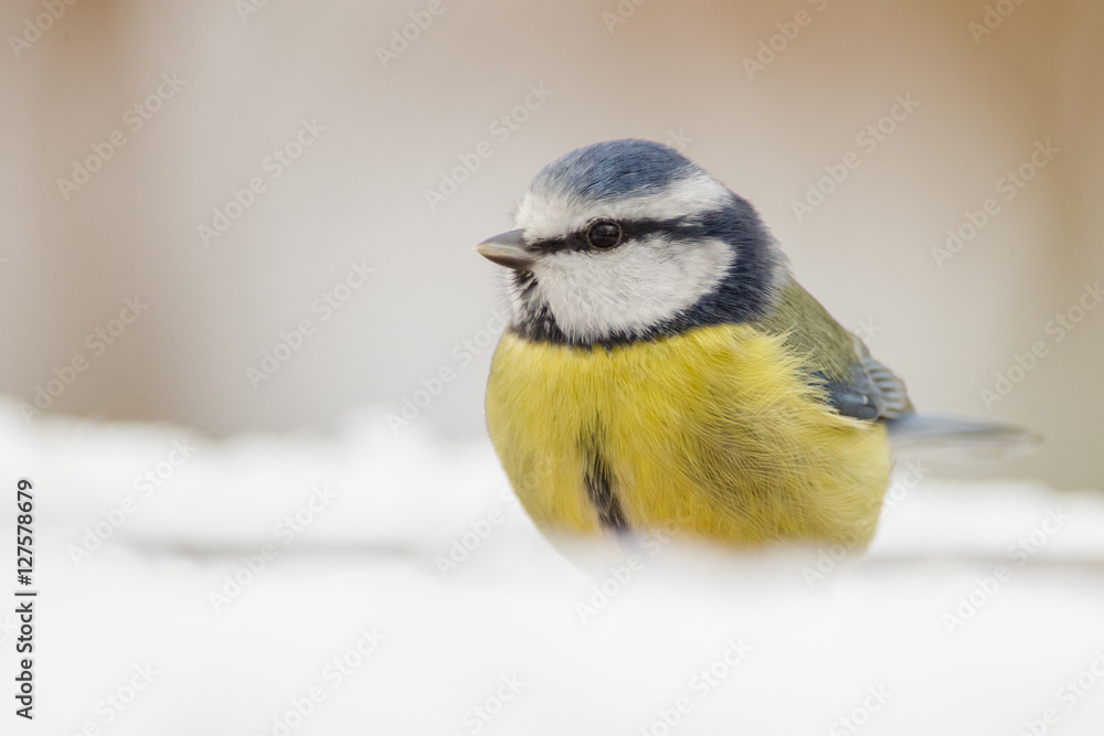 Obraz premium Blue Tit in the Snow