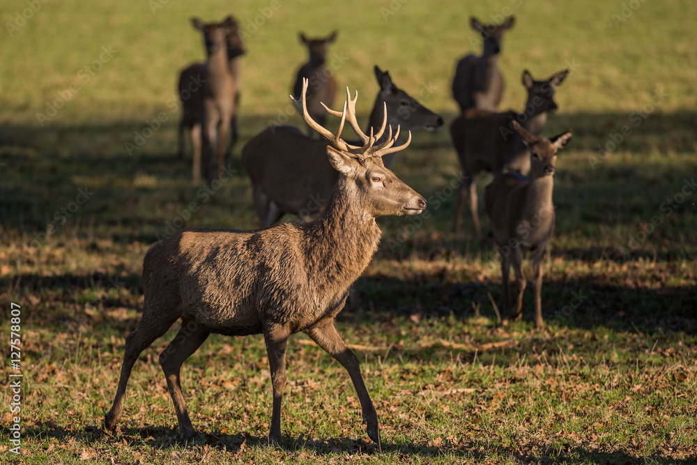Red Deer - British Wildlife Center Red Deer - British Wildlife Center