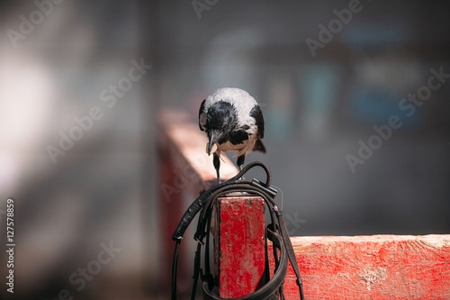 Foto raven holding a coin