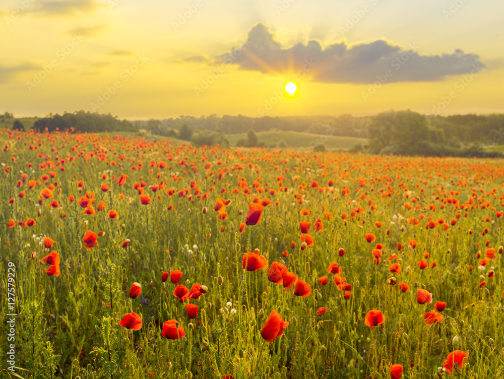 Red poppies in the light of the setting sun.Spring nature Spring