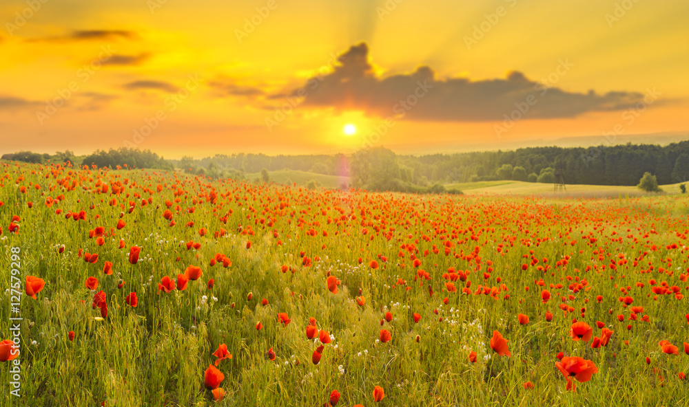 Red poppies in the light of the setting sun.Spring nature Spring