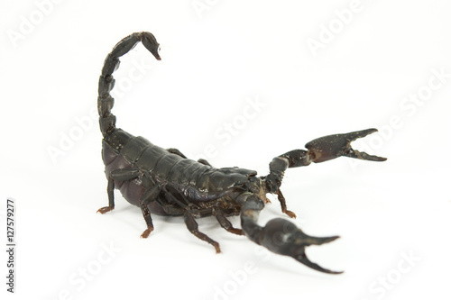 Scorpion females on white background